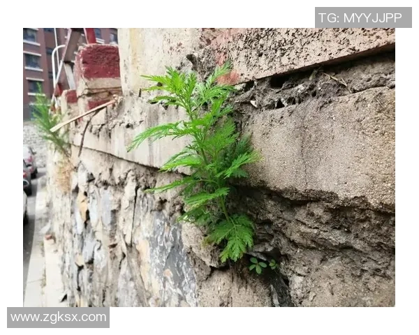 何思雨的成长之路：从逆境中绽放的坚韧与希望